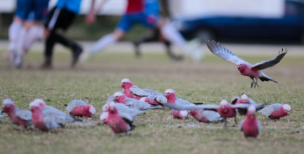 80KMS-White-City-v-Adelaide-Comets-11682.jpg